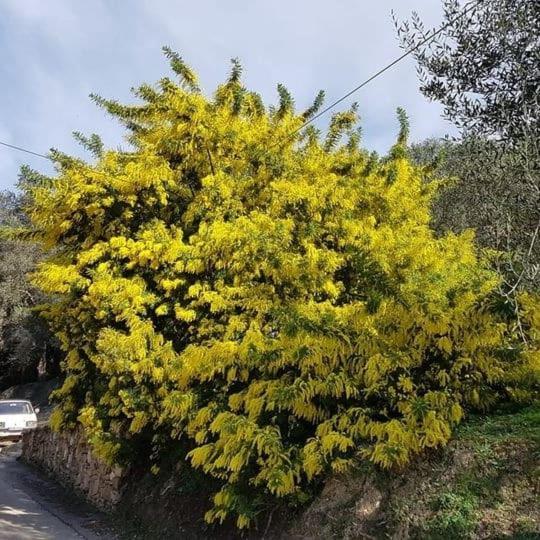 דירות אגיוס גיורגיוס פגון Spiti Melianou מראה חיצוני תמונה